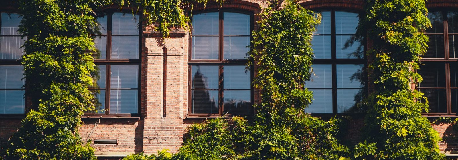 Historic university building with ivy-covered facade