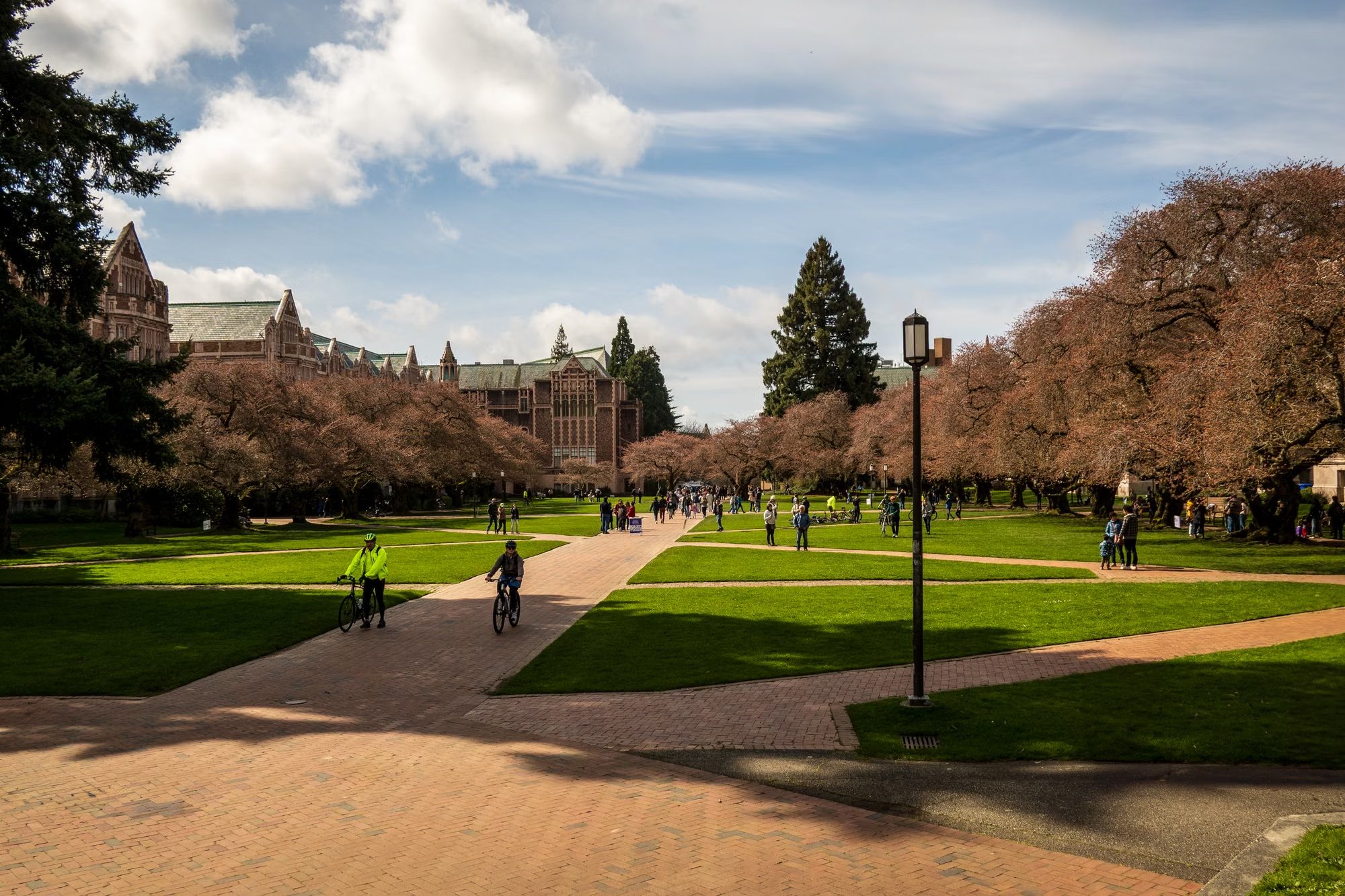 University of Washington campus on a spring day with cherry blossoms